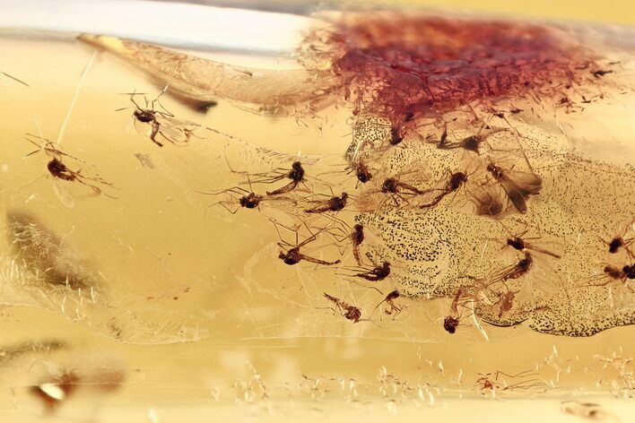 Detailed Fossil True Midge Swarm (Chironomidae) In Baltic Amber #346409
